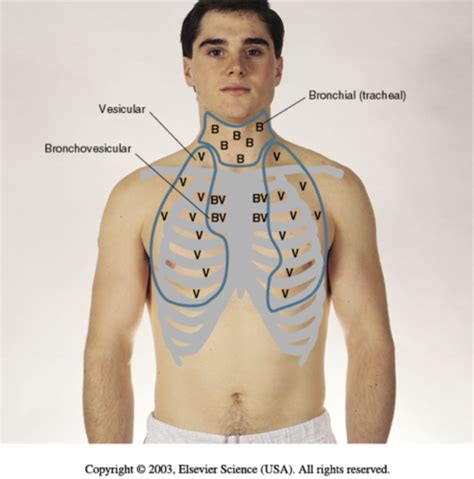 vesicular breathing sounds probably result from|A&P Lab exam 2 Flashcards .